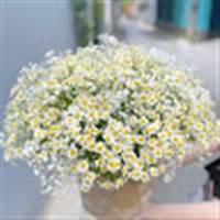 Huỳnh Nữ Nguyễn