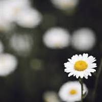 Daisy