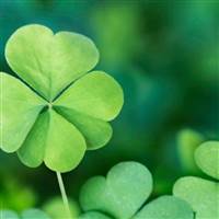 🍀🍀