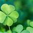 🍀🍀
