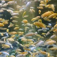 quangkienst@gmail.com