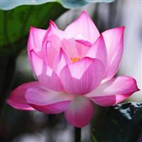 Hoàng