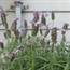 Summer Garden