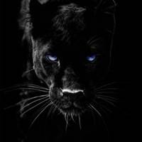 Panther