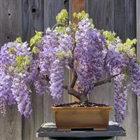 Wisteria