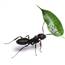 Black Ant