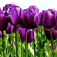 Purple Tulip