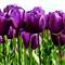 Purple Tulip