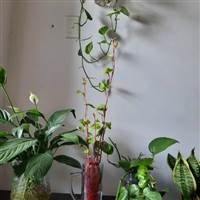 TRẦN KHẮC CẦN
