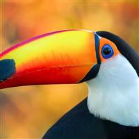 Tucan