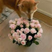 Đánh Chứng Theo Tin