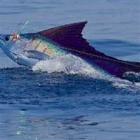 SWORDFISH