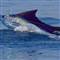 SWORDFISH