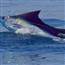 SWORDFISH