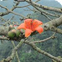 Viet Nam