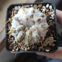 Rotten Cactus