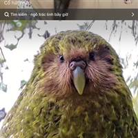 Vẹt Kakapo