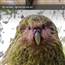 Vẹt Kakapo