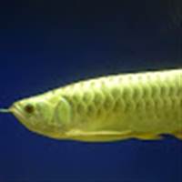 Golden Arowana