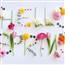 Spring Spring