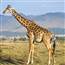 Girraffe