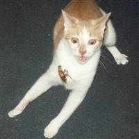 Xuân Này Con Ko Về