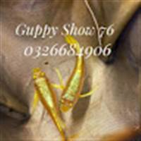 Guppy Show 76