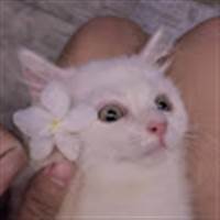 Nhật Tín Võ
