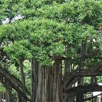 Cổ Hoả Hỗn Độn