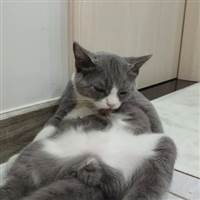 Gấu Trúc Tự Kỷ