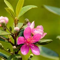 Cổ Đông dài hạn