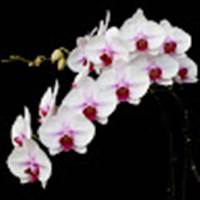 36 Phong lan - Cây cảnh