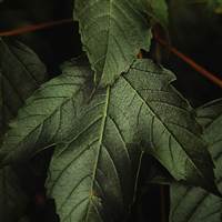 Nguyễn Thái Thiên