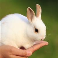 Thỏ Con