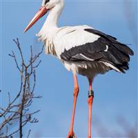 Stork