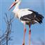 Stork