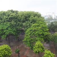 Nguyễn Đức Thành