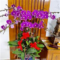 Pham Hà