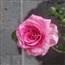 Rose Lafont