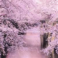 Trái tim của gió