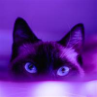 Purple Cat