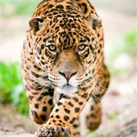  Panthera Pardus 