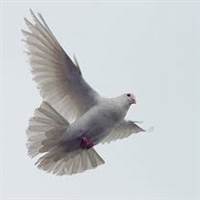 Dove