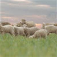 Sói già phố đèn đỏ (sống trong bóng tối, thỉnh thoảng ra ngoài đi ăn sáng)