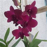 Nhà đầu thai