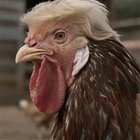 Người Qua Đường 