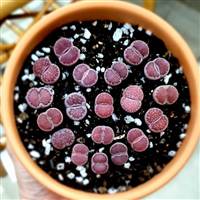 Lithops