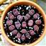 Lithops