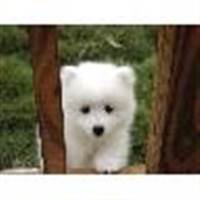 NGỌC VIỆT TRỊNH