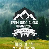 Cuong Trinh